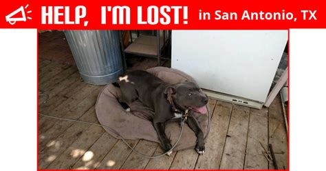 If you have lost or found a dog, please create free flyers with Lost Dogs of Texas via www. . Lost dog san antonio